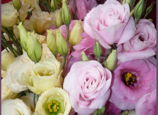 Картинка цветы эустома разноцветные