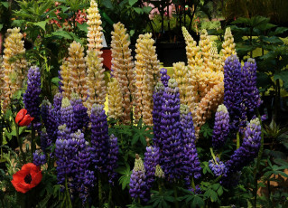 Картинка цветы люпин разноцветные