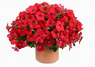 Картинка цветы петунии +калибрахоа белый фон красные