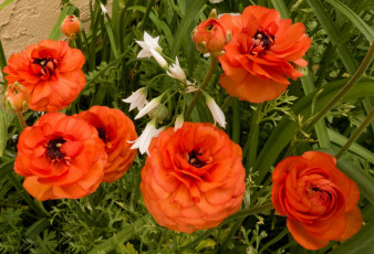 Картинка цветы красные