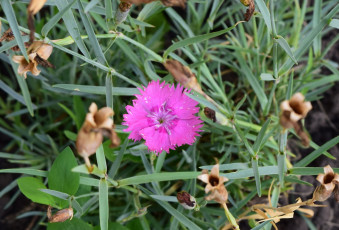 Картинка цветы гвоздики розовый