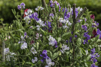 Картинка цветы цветок