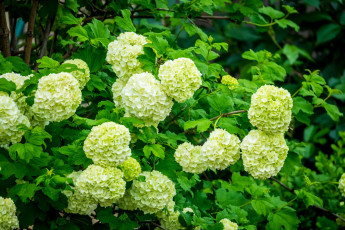 Картинка цветы цветущие+деревья+ +кустарники кустарник