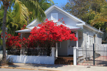 Картинка цветы цветущие+деревья+ +кустарники забор дом деревья