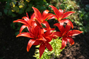 Картинка цветы лилии +лилейники цветок красный