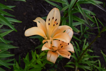 Картинка цветы лилии +лилейники персиковый цвет