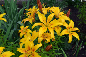 Картинка цветы лилии +лилейники желтые