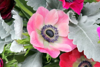 Картинка цветы ранункулюс+ азиатский+лютик цветок