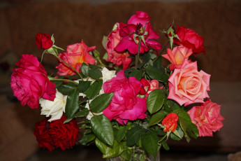 Картинка цветы розы цветок