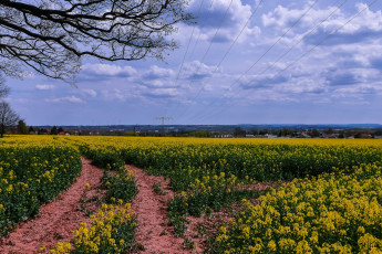 Картинка германия природа дороги деревья цветы облака