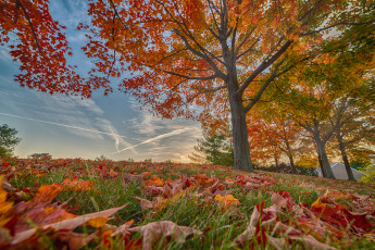 Картинка природа деревья простор