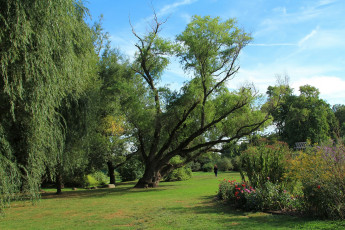 Картинка природа парк трава цветы деревья