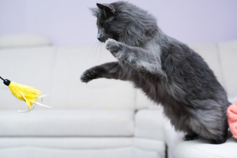 Картинка животные коты серый