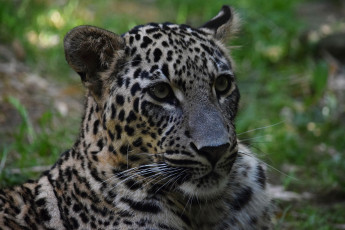 Картинка животные леопарды пятнистый