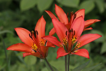 Картинка цветы лилии +лилейники