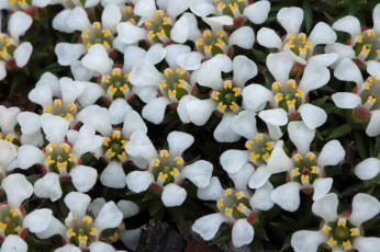 Картинка цветы луговые+ полевые +цветы белые