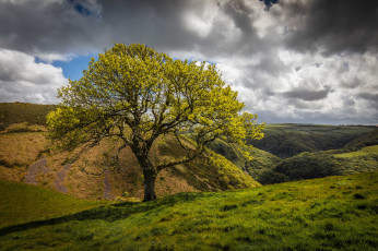 Картинка природа деревья простор
