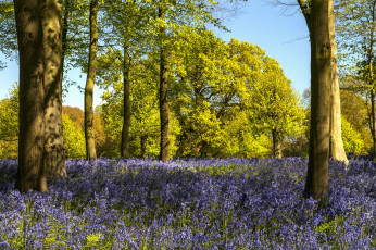 Картинка природа пейзажи деревья цветы