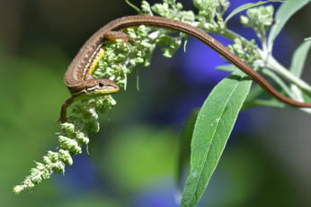 Картинка животные Ящерицы +игуаны +вараны ящерица