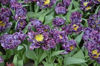 Картинка цветы тюльпаны цветок