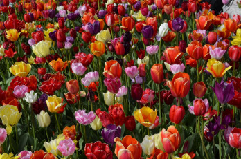 Картинка цветы тюльпаны красный