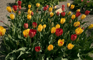 Картинка цветы тюльпаны разноцветные