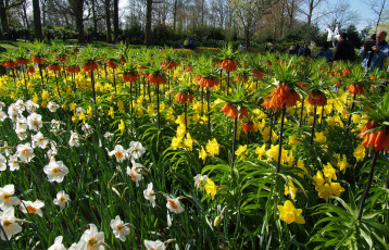 Картинка цветы разные+вместе разноцветные