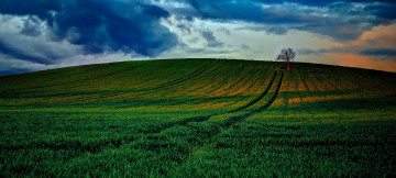 Картинка природа луга трава дерево облака