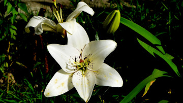 Картинка цветы лилии +лилейники цветок