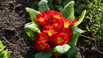 Картинка цветы примулы красные