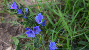 Картинка цветы синий