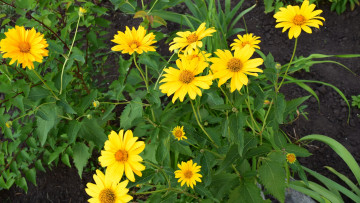 Картинка цветы желтый