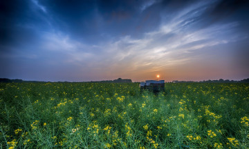 Картинка природа луга цветы закат облака