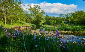 Картинка природа реки озера река лес