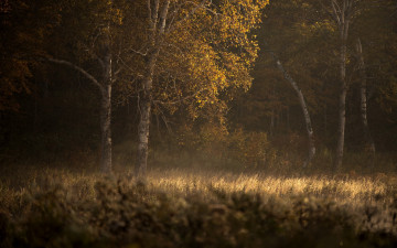 Картинка природа лес осень деревья