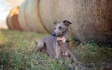 Картинка животные собаки друг собака взгляд