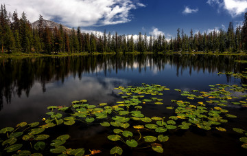 Картинка природа реки озера лес река