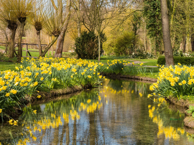 Обои картинки фото цветы, нарциссы, деревья, водоем