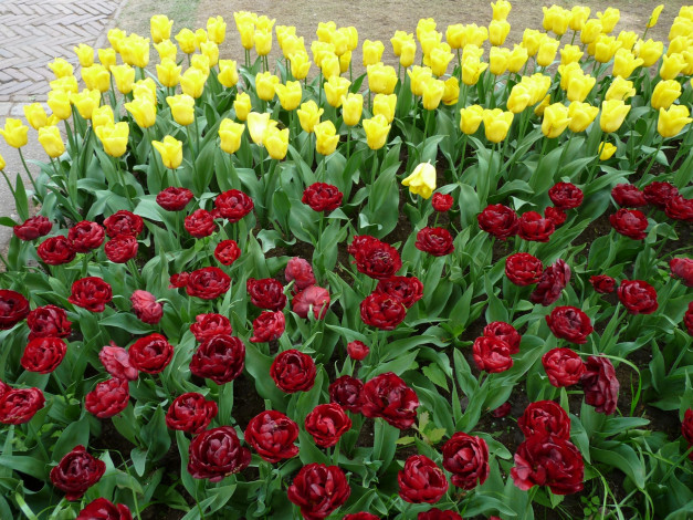 Обои картинки фото цветы, тюльпаны, красный