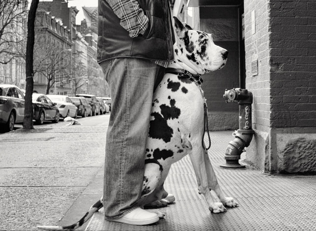 Обои картинки фото животные, собаки, черно, белое, ноги