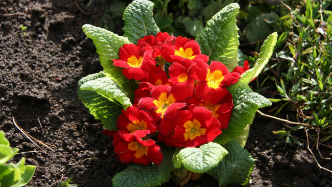 Обои картинки фото цветы, примулы, красные