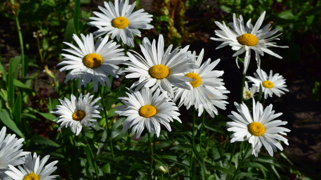 Обои картинки фото цветы, ромашки, белый