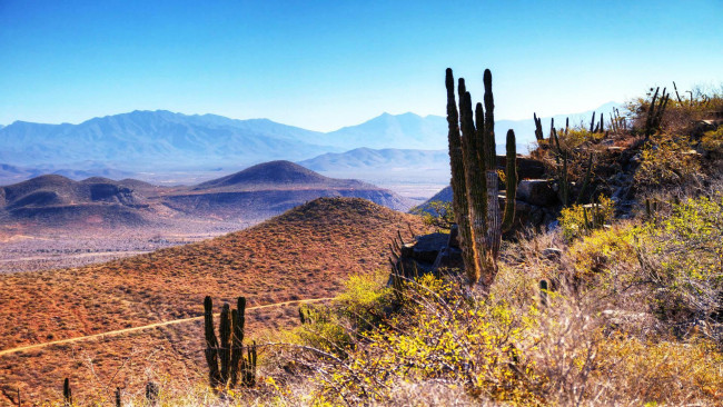 Обои картинки фото природа, пейзажи, горы, пустыня, кактусы, дорога