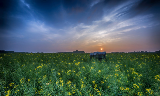 Обои картинки фото природа, луга, цветы, закат, облака