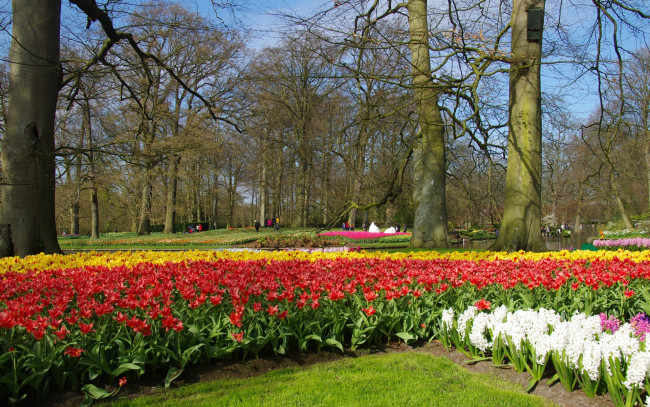 Обои картинки фото цветы, разные вместе, деревья, разноцветные, парк