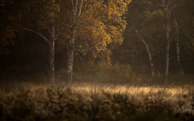 Обои картинки фото природа, лес, осень, деревья