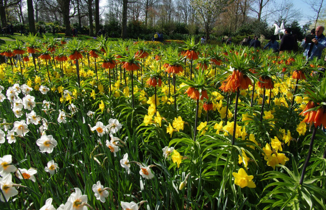 Обои картинки фото цветы, разные вместе, разноцветные