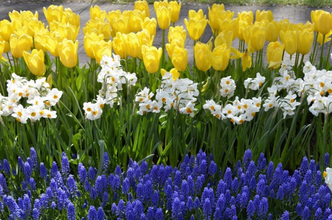 Обои картинки фото цветы, разные вместе, разноцветные