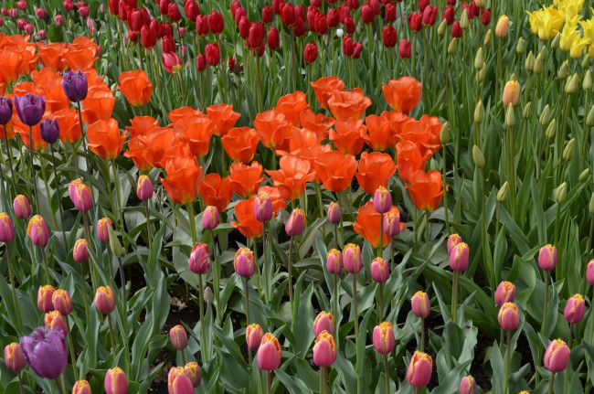 Обои картинки фото цветы, тюльпаны, красные