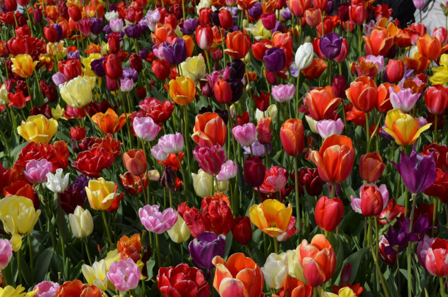 Обои картинки фото цветы, тюльпаны, красный